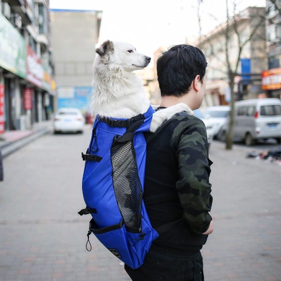 Small dog carried in the eligible blue pet carrier backpack.