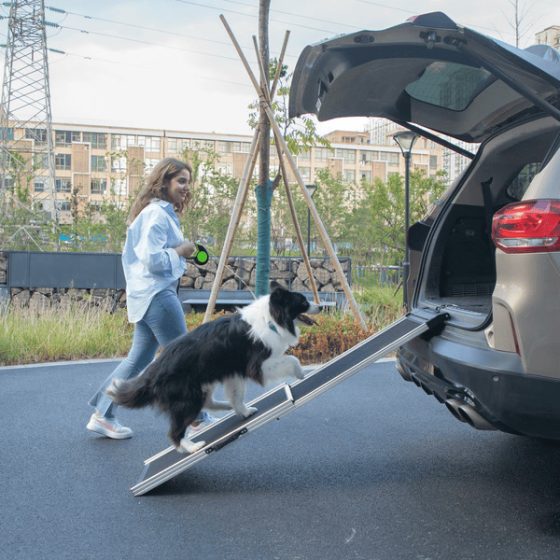 A black-and-white dog walks up an aluminum ramp into the open rear of an SUV beside a woman.